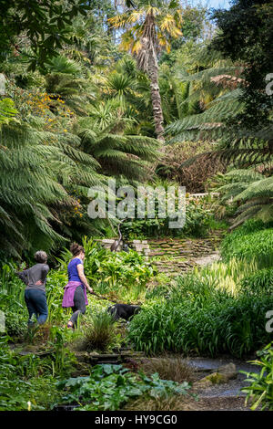 Jardin d'eau Trebah Gardens Sub-Tropical Attraction Touristique Flux Visiteurs Personnes plantes pittoresque coloré Cornwall Cornish Banque D'Images