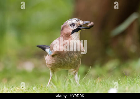 Jay (Garrulus glandarius) avec acorn dans bec. Oiseau de la famille des corvidés (Corvidae) Comité permanent sur l'herbe avec la semence dans le sol Banque D'Images