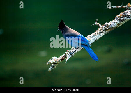 Une lumière bleue brillante jay perché sur une branche en premier plan. Banque D'Images