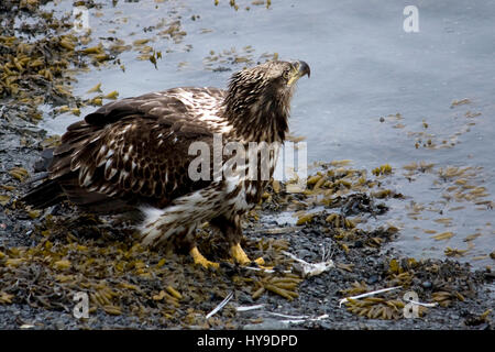 Un jeune pygargue à tête blanche le long de la côte à Seward, Alaska. Banque D'Images