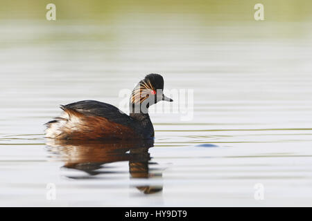 Grèbe à cou noir (Podiceps nigricollis) paire natation dans l'eau, aux Pays-Bas Banque D'Images