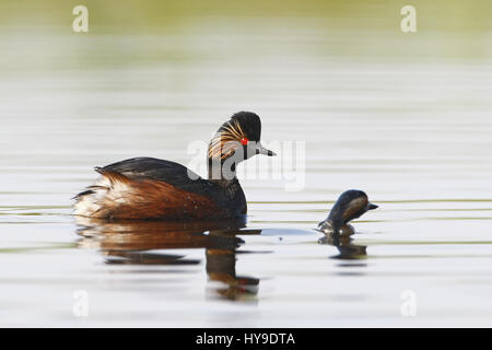 Grèbe à cou noir (Podiceps nigricollis) paire natation dans l'eau, aux Pays-Bas Banque D'Images