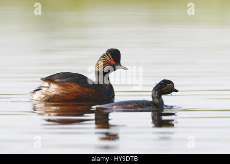 Grèbe à cou noir (Podiceps nigricollis) paire natation dans l'eau, aux Pays-Bas Banque D'Images