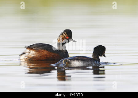 Grèbe à cou noir (Podiceps nigricollis) paire natation dans l'eau, aux Pays-Bas Banque D'Images