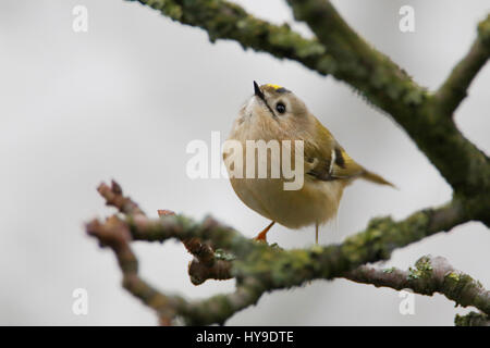 Goldcrest (Regulus regulus) sur une branche, les Pays-Bas Banque D'Images