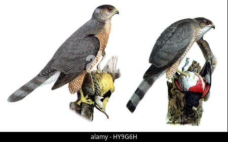 L'Accipiter cooperii striatus, communément appelé le faucon de Cooper, est une espèce d'oiseau de proie originaire d'Amérique du Nord. Il se distingue par sa queue rayée et est souvent trouvé dans les bois et les zones suburbaines, chassant les petits oiseaux et les mammifères. Banque D'Images