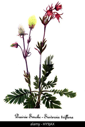 Geum triflorum, par Mary Vaux Walcott Banque D'Images