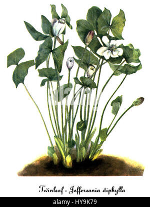 Jeffersonia diphylla, par Mary Vaux Walcott Banque D'Images