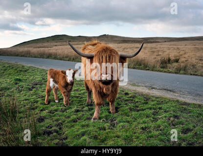 Printemps, régler, North Yorkshire, UK : vache veau Highland et le pâturage à Black Gill Lane, sur les maures entre Régler et Malham Crédit : John Bentley/Alamy Live News Banque D'Images