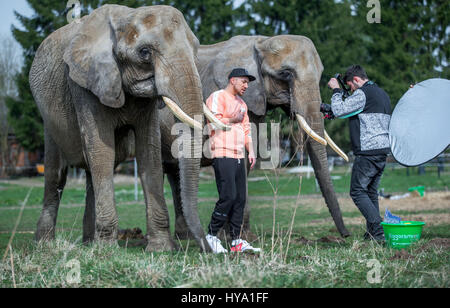 Platschow, Allemagne. Mar 31, 2017. Musicien de rap allemand Liquit Walker de Berlin se trouve à côté de deux éléphants pendant le tournage d'un film à l'éléphant ferme dans Platschow, Allemagne, 31 mars 2017. Il y a 12 ans, la famille Frankello de Mecklembourg retirer des affaires et se sont installés avec leurs éléphants dans la petite ville près de la frontière de l'état de Brandebourg. Signes à la rue main Platschow maintenant proclamer la "Ville de l'éléphant". Photo : Jens Büttner/dpa-Zentralbild/dpa/Alamy Live News Banque D'Images