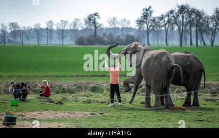 Platschow, Allemagne. Mar 31, 2017. Musicien de rap allemand Liquit Walker de Berlin se trouve à côté de deux éléphants pendant le tournage d'un film à l'éléphant ferme dans Platschow, Allemagne, 31 mars 2017. Il y a 12 ans, la famille Frankello de Mecklembourg retirer des affaires et se sont installés avec leurs éléphants dans la petite ville près de la frontière de l'état de Brandebourg. Signes à la rue main Platschow maintenant proclamer la "Ville de l'éléphant". Photo : Jens Büttner/dpa-Zentralbild/dpa/Alamy Live News Banque D'Images