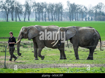 Platschow, Allemagne. Mar 31, 2017. Erwin Frankello se trouve à côté de deux éléphants pendant le tournage d'un film à l'éléphant ferme dans Platschow, Allemagne, 31 mars 2017. Il y a 12 ans, la famille Frankello de Mecklembourg retirer des affaires et se sont installés avec leurs éléphants dans la petite ville près de la frontière de l'état de Brandebourg. Signes à la rue main Platschow maintenant proclamer la "Ville de l'éléphant". Photo : Jens Büttner/dpa-Zentralbild/dpa/Alamy Live News Banque D'Images