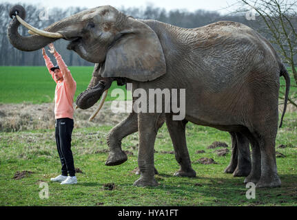 Platschow, Allemagne. Mar 31, 2017. Musicien de rap allemand Liquit Walker de Berlin se trouve à côté de deux éléphants pendant le tournage d'un film à l'éléphant ferme dans Platschow, Allemagne, 31 mars 2017. Il y a 12 ans, la famille Frankello de Mecklembourg retirer des affaires et se sont installés avec leurs éléphants dans la petite ville près de la frontière de l'état de Brandebourg. Signes à la rue main Platschow maintenant proclamer la "Ville de l'éléphant". Photo : Jens Büttner/dpa-Zentralbild/dpa/Alamy Live News Banque D'Images