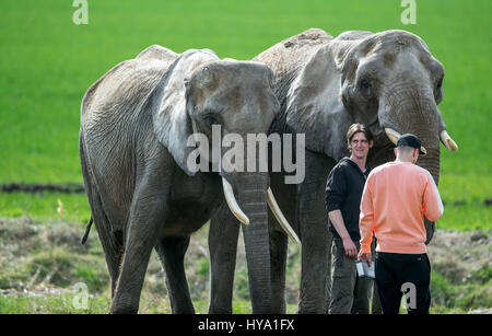 Platschow, Allemagne. Mar 31, 2017. Erwin Frankello se trouve à côté de deux éléphants pendant le tournage d'un film à l'éléphant ferme dans Platschow, Allemagne, 31 mars 2017. Il y a 12 ans, la famille Frankello de Mecklembourg retirer des affaires et se sont installés avec leurs éléphants dans la petite ville près de la frontière de l'état de Brandebourg. Signes à la rue main Platschow maintenant proclamer la "Ville de l'éléphant". Photo : Jens Büttner/dpa-Zentralbild/dpa/Alamy Live News Banque D'Images