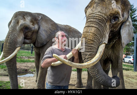 Platschow, Allemagne. Mar 31, 2017. Sonni Frankello se trouve à côté de deux éléphants à la ferme des éléphants dans Platschow, Allemagne, 31 mars 2017. Il y a 12 ans, la famille Frankello de Mecklembourg retirer des affaires et se sont installés avec leurs éléphants dans la petite ville près de la frontière de l'état de Brandebourg. Signes à la rue main Platschow maintenant proclamer la "Ville de l'éléphant". Photo : Jens Büttner/dpa-Zentralbild/dpa/Alamy Live News Banque D'Images