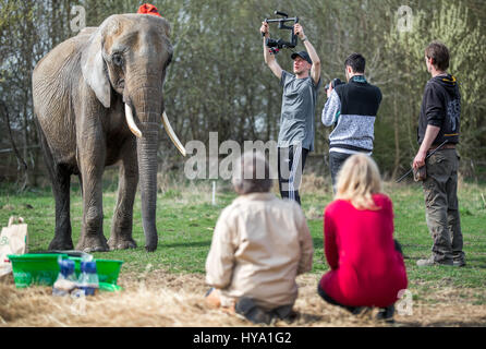 Platschow, Allemagne. Mar 31, 2017. Une équipe de télévision est à côté d'un éléphant pendant le tournage d'un film à l'éléphant ferme dans Platschow, Allemagne, 31 mars 2017. Il y a 12 ans, la famille Frankello de Mecklembourg retirer des affaires et se sont installés avec leurs éléphants dans la petite ville près de la frontière de l'état de Brandebourg. Signes à la rue main Platschow maintenant proclamer la "Ville de l'éléphant". Photo : Jens Büttner/dpa-Zentralbild/dpa/Alamy Live News Banque D'Images