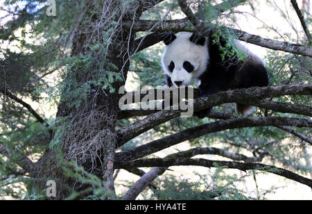 Xi'an. 1er avril 2017. Un panda géant sauvage cub est vu sur un arbre dans le Montagnes Qinling dans la province du Shaanxi, du nord-ouest de la Chine, le 1 avril 2017. Credit : Pu Chunju/Xinhua/Alamy Live News Banque D'Images