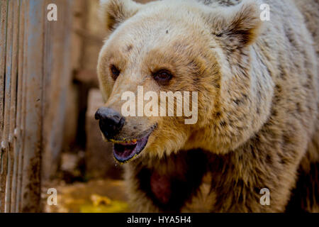 La province de Ninive, Mossoul, en Irak. 30Th Mar, 2017. LULA, une chienne de 3 ans République Ours brun après avoir été s'élança. Mossoul, Irak. Crédit : Gabriel Romero/ZUMA/Alamy Fil Live News Banque D'Images