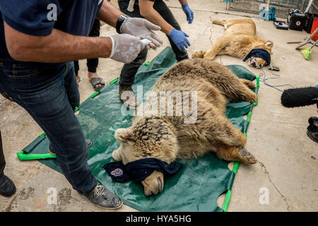 La province de Ninive, Mossoul, en Irak. 30Th Mar, 2017. LULA, un Syrien ours brun est examiné par les vétérinaires de quatre pattes International. Mossoul, Irak. Crédit : Gabriel Romero/ZUMA/Alamy Fil Live News Banque D'Images