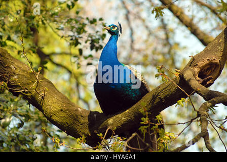 Londres, Royaume-Uni. 06Th avr, 2017. Météo britannique. Un paon assis sur une branche d'un arbre. Soleil dans Holland Park sur le premier lundi d'avril. Credit : JOHNNY ARMSTEAD/Alamy Live News Banque D'Images