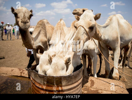 Les chameaux boire de l'eau dans Dhuug Waaf, dans la région Somali en proie à la sécheresse, l'Ethiopie, 3 avril 2017. Le ministre allemand de la coopération économique et du développement, Gerd Mueller a volé jusqu'à l'Éthiopie, où des millions de personnes sont actuellement tributaires de l'aide alimentaire. Photo : Kay Nietfeld/dpa Banque D'Images