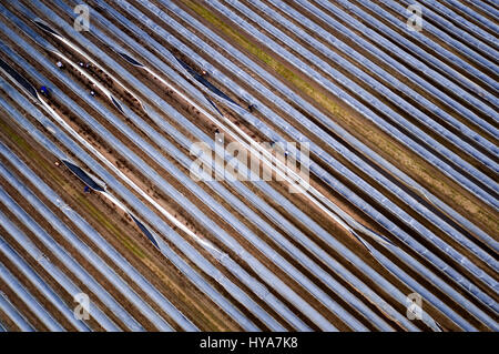 Woebbelin, Allemagne. 06Th avr, 2017. Récolte polonais mains tirer sur papier thermique de côté pour la première récolte de la saison des asperges sur un champ près de Woebbelin, Allemagne, 03 avril 2017. La première a été récolté sur les asperges Denissen ferme près de Ludwigslust. En 2016, l'asperge a été cultivé sur un total de 219 hectares dans la partie nord-est de l'Allemagne. Traditionnellement, l'asperge est rentrée jusqu'Fête de la Saint-Jean le 24 juin. Photo : Jens Büttner/dpa-Zentralbild/dpa/Alamy Live News Banque D'Images