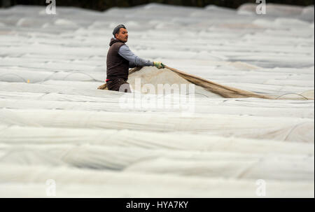 Woebbelin, Allemagne. 06Th avr, 2017. Récolte polonais mains tirer sur papier thermique de côté pour la première récolte de la saison des asperges sur un champ près de Woebbelin, Allemagne, 03 avril 2017. La première a été récolté sur les asperges Denissen ferme près de Ludwigslust. En 2016, l'asperge a été cultivé sur un total de 219 hectares dans la partie nord-est de l'Allemagne. Traditionnellement, l'asperge est rentrée jusqu'Fête de la Saint-Jean le 24 juin. Photo : Jens Büttner/dpa-Zentralbild/dpa/Alamy Live News Banque D'Images