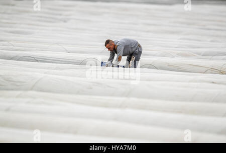 Woebbelin, Allemagne. 06Th avr, 2017. La première récolte aides polonais de la saison des asperges sur un champ près de Woebbelin, Allemagne, 03 avril 2017. La première a été récolté sur les asperges Denissen ferme près de Ludwigslust. En 2016, l'asperge a été cultivé sur un total de 219 hectares dans la partie nord-est de l'Allemagne. Traditionnellement, l'asperge est rentrée jusqu'Fête de la Saint-Jean le 24 juin. Photo : Jens Büttner/dpa-Zentralbild/dpa/Alamy Live News Banque D'Images