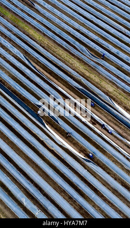 Woebbelin, Allemagne. 06Th avr, 2017. Récolte polonais mains tirer sur papier thermique de côté pour la première récolte de la saison des asperges sur un champ près de Woebbelin, Allemagne, 03 avril 2017. La première a été récolté sur les asperges Denissen ferme près de Ludwigslust. En 2016, l'asperge a été cultivé sur un total de 219 hectares dans la partie nord-est de l'Allemagne. Traditionnellement, l'asperge est rentrée jusqu'Fête de la Saint-Jean le 24 juin. Photo : Jens Büttner/dpa-Zentralbild/dpa/Alamy Live News Banque D'Images