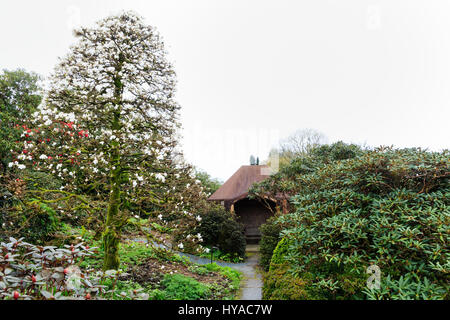 La forme conique de Magnolia x loebneri 'Merrill' est étouffé avec fleurs blanc de printemps à la maison du jardin, Devon Banque D'Images