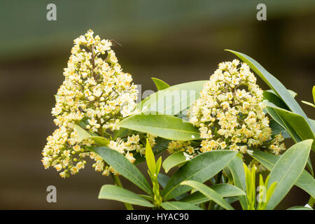 Fleur de printemps parfumé chef de l'arbuste rustique, Skimmia japonica 'Kew White' Banque D'Images