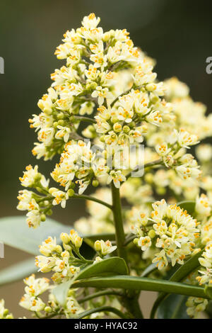 Fleur de printemps parfumé chef de l'arbuste rustique, Skimmia japonica 'Kew White' Banque D'Images