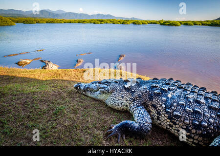 Plusieurs grands crocodiles traîner près de la mangrove de San Blas, Nayarit, Mexique. Banque D'Images