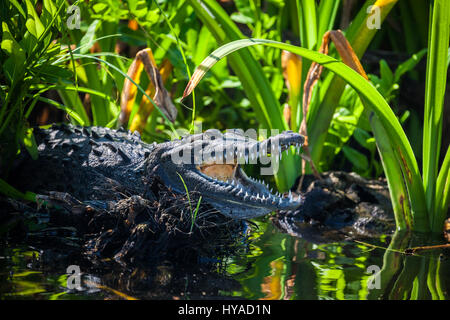 Un crocodile le long de la rivière de la tovara Parc naturel dans la région de San Blas, au Mexique. Banque D'Images