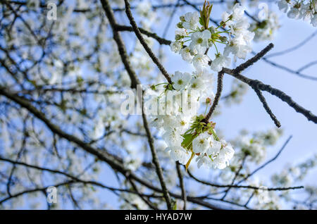 Une vue rapprochée de la fleur de cerisier sur un cerisier en fleurs. Banque D'Images