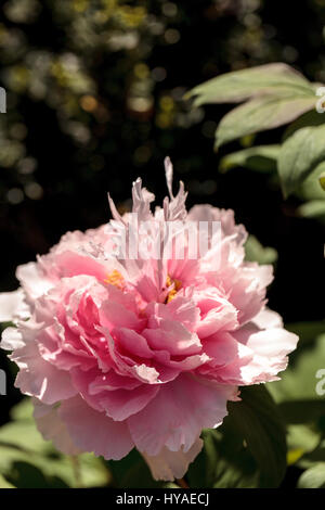 Fleur rose sur un arbre appelé pivoine Paeonia suffruticosa dans un jardin botanique au printemps Banque D'Images