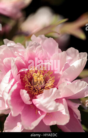 Fleur rose sur un arbre appelé pivoine Paeonia suffruticosa dans un jardin botanique au printemps Banque D'Images