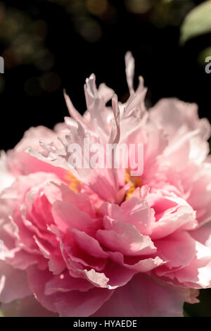 Fleur rose sur un arbre appelé pivoine Paeonia suffruticosa dans un jardin botanique au printemps Banque D'Images