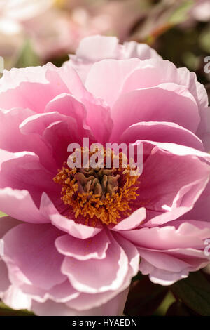 Fleur rose sur un arbre appelé pivoine Paeonia suffruticosa dans un jardin botanique au printemps Banque D'Images