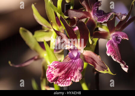 Orchidée violet et vert, Zygopetalum, espèce fleurit au printemps dans un jardin botanique Banque D'Images