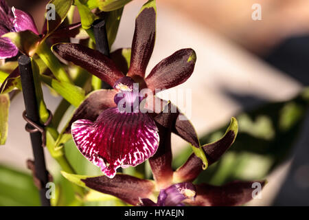 Orchidée violet et vert, Zygopetalum, espèce fleurit au printemps dans un jardin botanique Banque D'Images