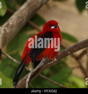 Tangara brésilien homme oiseau (Ramphocelus bresilius) dans un arbre Banque D'Images