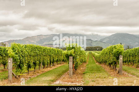 Vignoble de Marlborough, Nouvelle-Zélande. Marlborough Nouvelle-zélande moderne a commencé et l'industrie du vin est connue pour son climat sec et Sauvignon Blancs. Banque D'Images