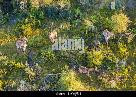 OKAVANGO DELTA, BOTSWANA : gros gibier ont été apportées à l'aspect de petits insectes dans ces impressionnantes vues aériennes prises par un photographe britannique. De gnous tourbillonnant à une tour ou à un troupeau de girafes marchant le long d'un fichier unique, happy hippos se baigne et un éléphant solo qui veulent un peu de temps seul, ces images donnent une perspective différente de 'big game' la vie sur le delta de l'Okavango, au Botswana. London-photographe Peter Adams (56) a été en mesure de prendre ces photos incroyables en s'appuyant sur un hélicoptère Robinson R44 avec la porte déposé, pour plus d'accès. Banque D'Images