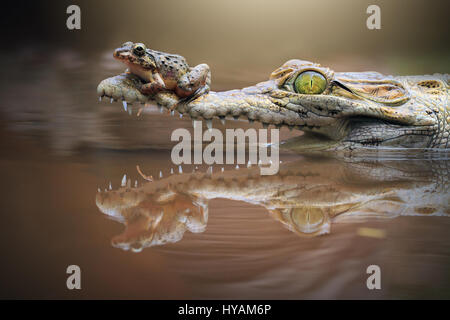 BATAM, INDONESEIA : une grenouille se déplace sur un alligator. Bienvenue dans le monde étrange d'animaux sauvages d'espèces différentes de prendre les uns les autres pour un tour. D'un brave à l'aide d'une grenouille à la recherche d'alligators féroces mâchoires à passer à la trappe d'une mante religieuse forme entre le museau d'un virus mortel mamba vert ces photos montrent que même la loi de la jungle permet la plus étrange des amitiés. Autres photos : une tortue à cheval sur le dos d'une grenouille et un escargot l'attelage d'un trajet sur un anaconda's head. Les superbes coups ont été capturés par le photographe local Shi Khei Goh (41) alors qu'il a exploré les forêts o Banque D'Images