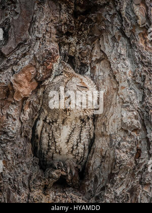 Floride, USA : un photographe britannique a intelligemment capturé ce TWOO maître de déguisement qui cache sa famille dans le creux d'un arbre. Les images montrent comment cette wild duc maculé utilise la puissance de camouflage pour protéger son pays et à l'embuscade sa proie pour nourrir sa famille de trois owlets, comme owl bébés sont connus, ce qui peut être repéré popping leurs têtes de leurs parents sont à la chasse. Contremaître plomberie Graham McGeorge (43) originaire de Dumfries en Ecosse, passé les deux dernières années à explorer sa nouvelle maison Etat de Floride, USA en mission pour prendre des photos de ces oiseaux insaisissable d'une distance Banque D'Images