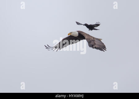 Une CROW a été photographié dans un rare moment de prendre l'ascenseur à l'arrière d'un PYGARGUE À TÊTE BLANCHE 25-pieds dans l'air. Ces images montrent l'instant cet intrépide crow a atterri sur le dos d'un pygargue à tête blanche tandis que la plus grande d'oiseaux prédateurs essayait de trouver lui-même un début de matinée. Cette rencontre n'a duré que quelques secondes avant que les oiseaux se séparèrent en amis et a volé de leurs propres manières. Cette chance-réunion a été capturé par le photographe amateur Phoo Chan (50) dans la région de Seabeck, Washington, USA. Banque D'Images