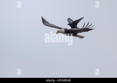 Une CROW a été photographié dans un rare moment de prendre l'ascenseur à l'arrière d'un PYGARGUE À TÊTE BLANCHE 25-pieds dans l'air. Ces images montrent l'instant cet intrépide crow a atterri sur le dos d'un pygargue à tête blanche tandis que la plus grande d'oiseaux prédateurs essayait de trouver lui-même un début de matinée. Cette rencontre n'a duré que quelques secondes avant que les oiseaux se séparèrent en amis et a volé de leurs propres manières. Cette chance-réunion a été capturé par le photographe amateur Phoo Chan (50) dans la région de Seabeck, Washington, USA. Banque D'Images