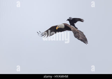 Une CROW a été photographié dans un rare moment de prendre l'ascenseur à l'arrière d'un PYGARGUE À TÊTE BLANCHE 25-pieds dans l'air. Ces images montrent l'instant cet intrépide crow a atterri sur le dos d'un pygargue à tête blanche tandis que la plus grande d'oiseaux prédateurs essayait de trouver lui-même un début de matinée. Cette rencontre n'a duré que quelques secondes avant que les oiseaux se séparèrent en amis et a volé de leurs propres manières. Cette chance-réunion a été capturé par le photographe amateur Phoo Chan (50) dans la région de Seabeck, Washington, USA. Banque D'Images