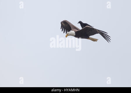 Une CROW a été photographié dans un rare moment de prendre l'ascenseur à l'arrière d'un PYGARGUE À TÊTE BLANCHE 25-pieds dans l'air. Ces images montrent l'instant cet intrépide crow a atterri sur le dos d'un pygargue à tête blanche tandis que la plus grande d'oiseaux prédateurs essayait de trouver lui-même un début de matinée. Cette rencontre n'a duré que quelques secondes avant que les oiseaux se séparèrent en amis et a volé de leurs propres manières. Cette chance-réunion a été capturé par le photographe amateur Phoo Chan (50) dans la région de Seabeck, Washington, USA. Banque D'Images